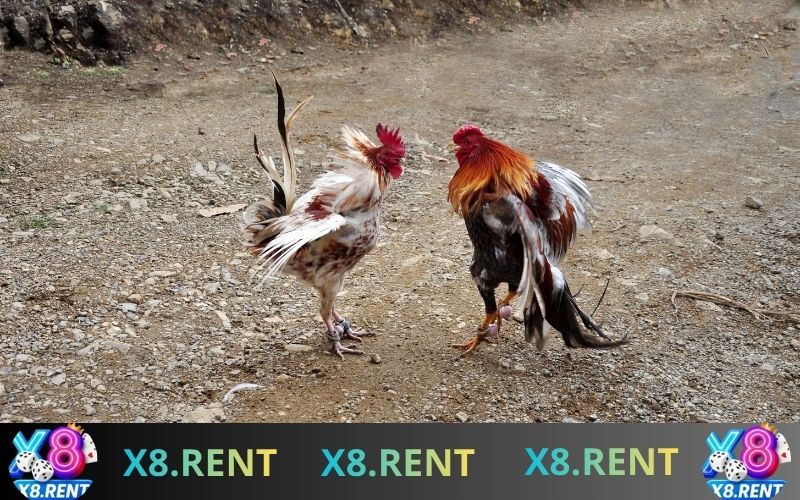 Người chơi tham gia cá cược đá gà qua cổng game uy tín
