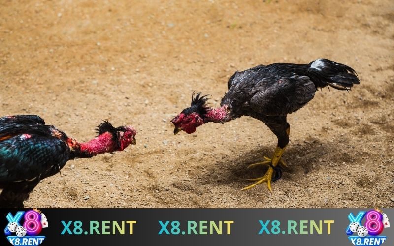 Các trận đá gà kịch tính được phát sóng trực tiếp cho người chơi đặt cược