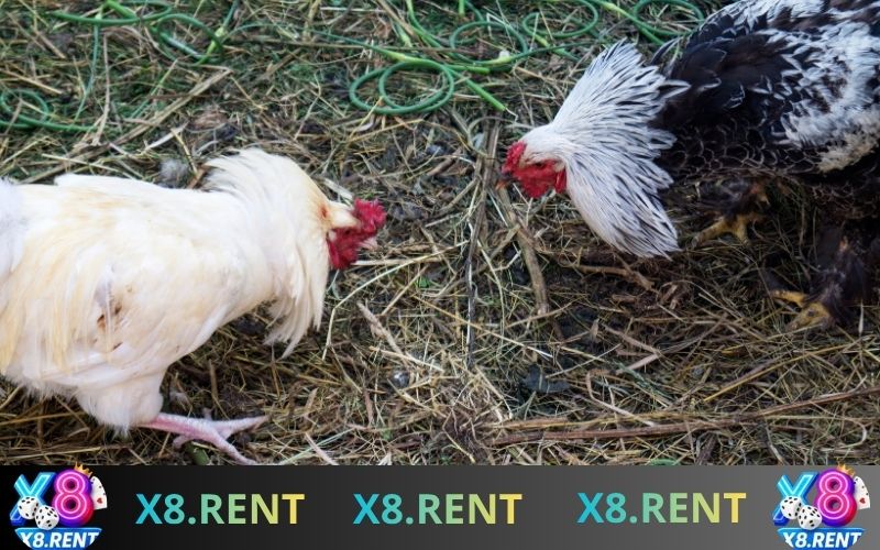Kinh nghiệm cá cược đá gà giúp người chơi dễ thắng và hạn chế rủi ro